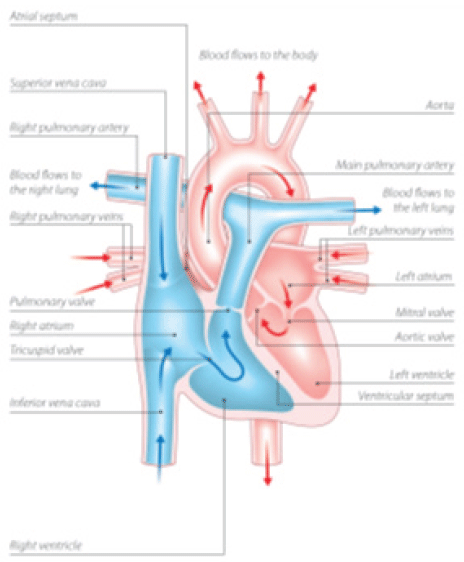 Double Inlet Left Ventricle with Eisenmenger Syndrome in an Adult – A ...