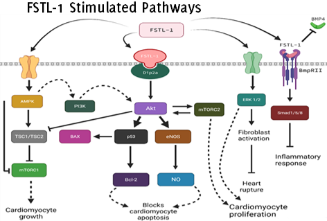 This diagram depicts signaling pathways involving FSTL-1 and its role in cardiomyocyte growth, apoptosis, and proliferation. The image shows multiple pathways and interactions. FSTL-1 (Follistatin-like 1) is positioned at the center and connects to two primary pathways: one leading to cardiomyocyte growth and the other to cardiomyocyte proliferation. On the left, FSTL-1 interacts with α1β2α and activates the PI3K pathway, leading to Akt activation. Akt then influences downstream targets such as p53 and eNOS, which block cardiomyocyte apoptosis via Bcl-2 and NO production. Simultaneously, the AMPK pathway inhibits TSC1/TSC2, which activates mTORC1, promoting cardiomyocyte growth. On the right, FSTL-1 interacts with BMP receptors (BmPRII) and activates the ERK 1/2 pathway, leading to fibroblast activation and cardiomyocyte proliferation. This pathway also involves Smad1/5/8 signaling, contributing to inflammatory responses and preventing heart rupture. The diagram uses various shapes, solid and dashed arrows, to represent signaling cascades and outcomes, emphasizing the role of FSTL-1 in cardiomyocyte survival and repair.